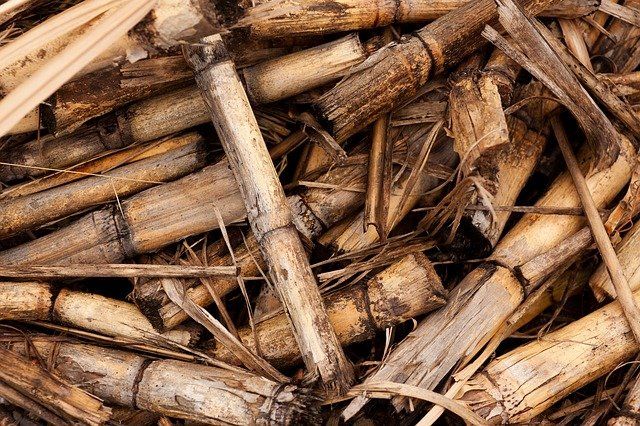 Biomasa: energía contra el calentamiento global